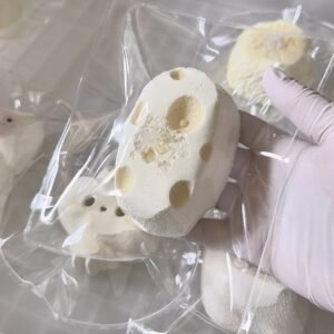 116070 Suredodo Cheese Cube (Yogurt Clay Texture Series) / Suredodo苏惹多多 奶酪块（酸奶泥触感系列）