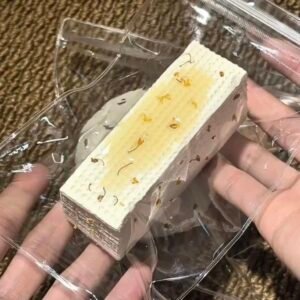 139091 Yizhi Feige Nie Osmanthus Wafer Cookie (New Dry Clay Texture Series) / 一只肥鸽捏 桂花威化饼干 (新干噎可塑泥触感系列)